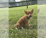 Small #1 Shiba Inu