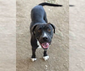 Mutt Dogs for adoption in Riverside, CA, USA