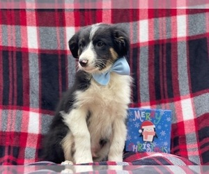 Australian Shepherd Puppy for sale in LAKELAND, FL, USA