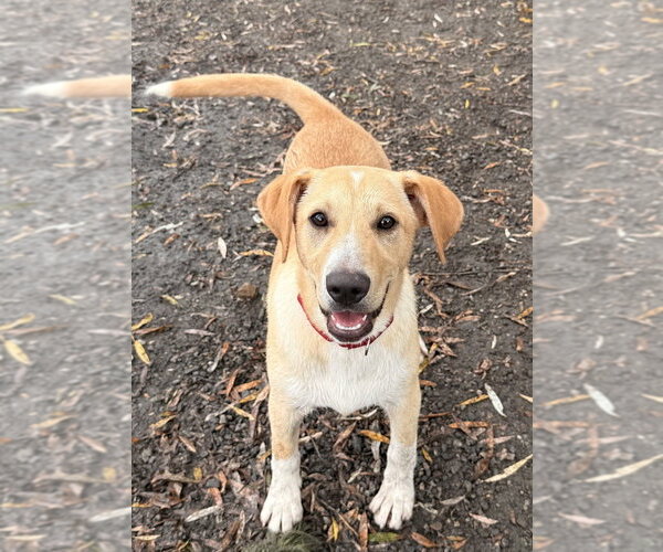 Medium Photo #2 Mutt Puppy For Sale in Elmsford, NY, USA
