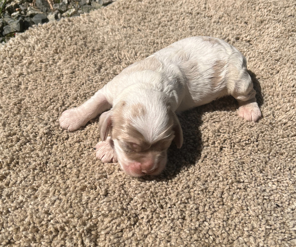 Medium Photo #4 Cocker Spaniel Puppy For Sale in TRINITY, NC, USA