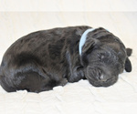 Puppy Bluebell Goldendoodle (Miniature)