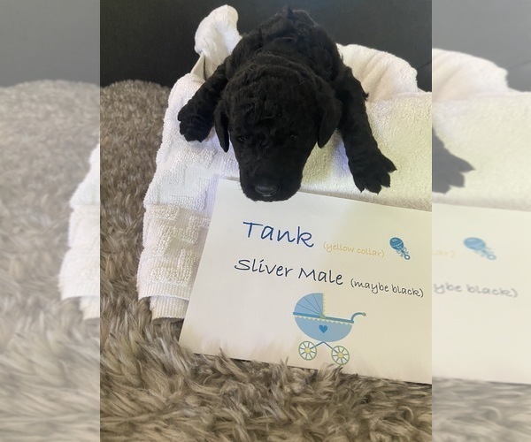 Medium Photo #1 Poodle (Standard) Puppy For Sale in SAN DIEGO, CA, USA