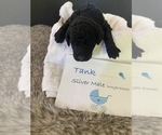 Small Photo #1 Poodle (Standard) Puppy For Sale in SAN DIEGO, CA, USA
