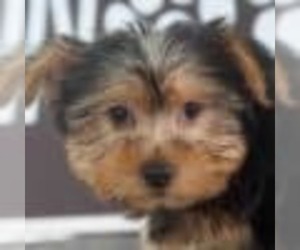 Yorkshire Terrier Puppy for sale in RED LION, PA, USA