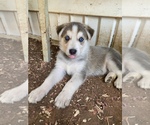 Puppy 7 German Shepherd Dog-Siberian Husky Mix