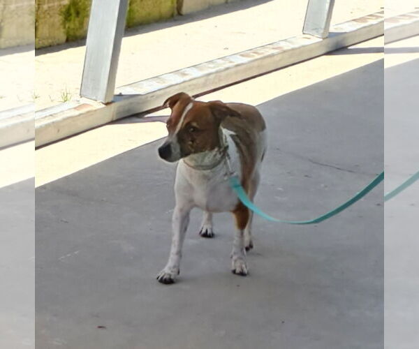 Medium Photo #2 Chihuahua-Unknown Mix Puppy For Sale in Metairie, LA, USA