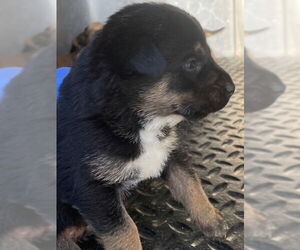 Mutt Dogs for adoption in HESPERIA, CA, USA