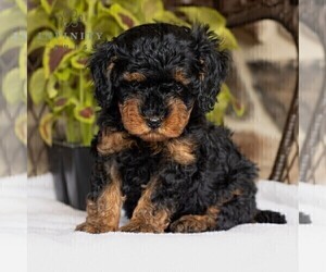 Cavapoo Puppy for sale in NARVON, PA, USA