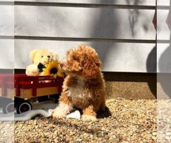 Medium Photo #2 Cavapoo Puppy For Sale in ARTHUR, IL, USA