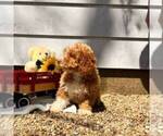 Small #1 Cavapoo