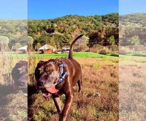 Bucky (8yo, 99lbs) - Male Mutt Dog for Adoption - Photo #3