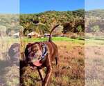 Small Photo #3 Mutt Puppy For Sale in Hinton, WV, USA