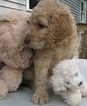Small Photo #2 Goldendoodle Puppy For Sale in PELHAM, NH, USA