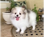 Small Photo #1 Pomeranian Puppy For Sale in WINDERMERE, FL, USA
