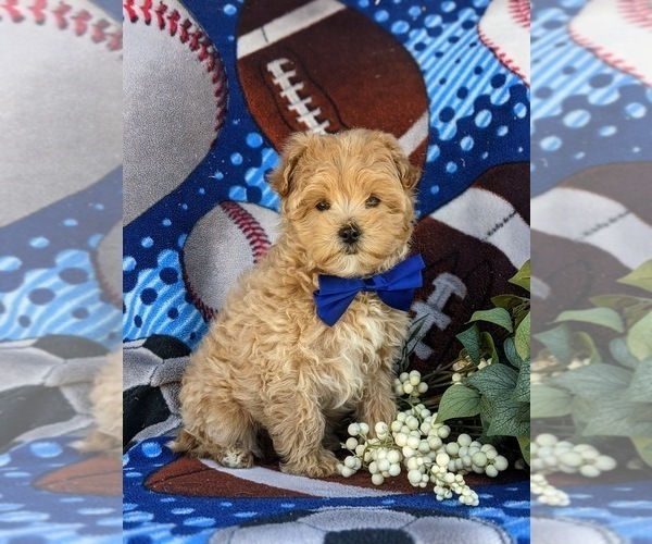 Medium Photo #5 Maltipoo Puppy For Sale in LEOLA, PA, USA
