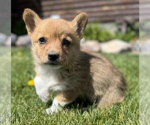 Pembroke Welsh Corgi Puppy for sale in COLORADO SPRINGS, CO, USA