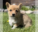 Image preview for Ad Listing. Nickname: Corgis