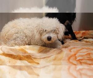 Maltipoo Dogs for adoption in Orange, CA, USA