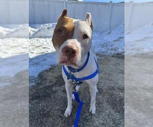 Mutt Dogs for adoption in Boston, MA, USA