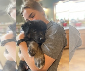German Shepherd Dog Puppy for sale in ELKLAND, MO, USA