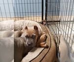 Small Photo #1 Cane Corso Puppy For Sale in WINDSOR MILL, MD, USA
