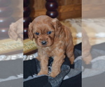Small #2 Cavapoo (Miniature)