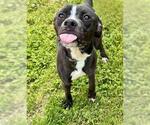 Small #1 Boxer Mix