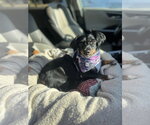 Small #4 Dachshund Mix