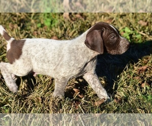 German Shorthaired Pointer Puppy for sale in WARSAW, NC, USA
