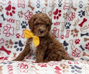Cavapoo-Poodle (Miniature) Mix Puppy for sale in LAKELAND, FL, USA