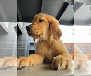 Golden Retriever Puppy for sale in RANCHO CUCAMONGA, CA, USA