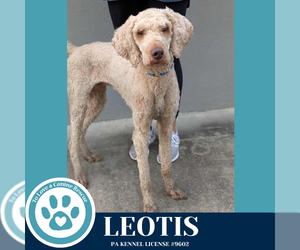 Poodle (Standard) Dogs for adoption in Kimberton, PA, USA