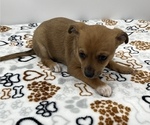 Small Photo #2 Jack Chi Puppy For Sale in SAINT AUGUSTINE, FL, USA