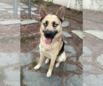 Small Gerberian Shepsky