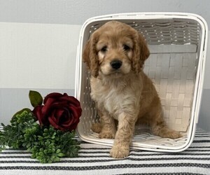 Cavapoo Puppy for sale in STANLEY, WI, USA
