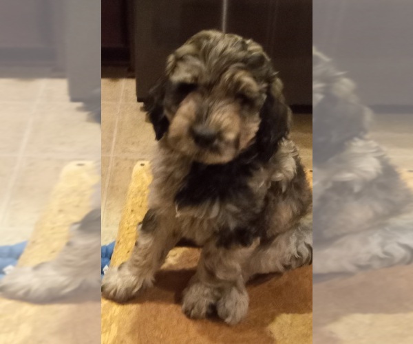 Medium Photo #1 Labradoodle Puppy For Sale in JEFFERSONTOWN, KY, USA