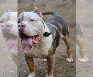 Father of the American Bully puppies born on 05/16/2023