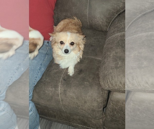 Medium Photo #1 Chihuahua Puppy For Sale in NEWPORT NEWS, VA, USA