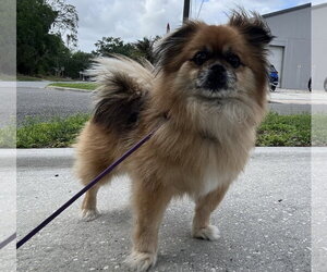 Pominese Dogs for adoption in Sanford, FL, USA