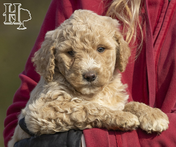 Medium Photo #3 Poodle (Standard) Puppy For Sale in ELLENBORO, NC, USA