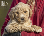 Small Photo #3 Poodle (Standard) Puppy For Sale in ELLENBORO, NC, USA