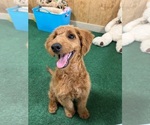 Small Photo #18 Goldendoodle (Miniature) Puppy For Sale in BULLARD, TX, USA