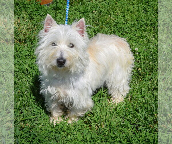 Medium Photo #3 Cairn Terrier-Unknown Mix Puppy For Sale in Huntley, IL, USA