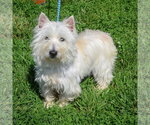 Small #2 Cairn Terrier Mix