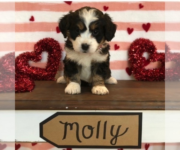Medium Photo #4 Bernedoodle Puppy For Sale in NEW PHILA, OH, USA