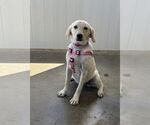 Small Labrador Retriever Mix