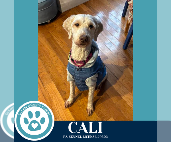 Medium Photo #2 Poodle (Standard) Puppy For Sale in Kimberton, PA, USA