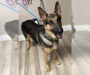 German Shepherd Dog Dogs for adoption in Redlands, CA, USA