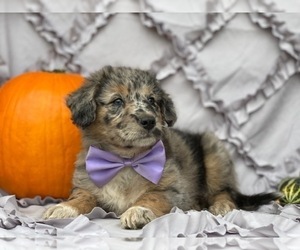 Border Collie-Labradoodle Mix Puppy for sale in LANCASTER, PA, USA